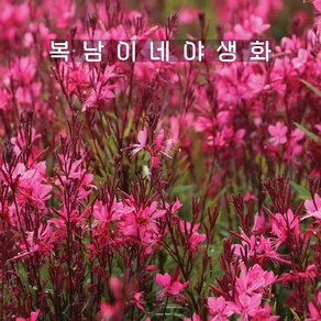 홍접초 [4개 복남이네야생화 모종 나비바늘꽃 가우라 핑크 ﻿gaua], 4개