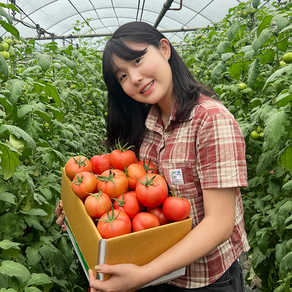 당일수확 산지직송 친환경 무농약 고흥 동양종 유럽종 빨간 완숙 찰 토마토, 1개, 5kg(1~3번과)