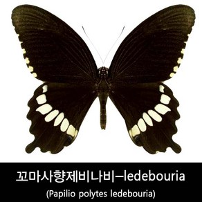 꼬마사향제비나비표본-ledebouia 70mm+-