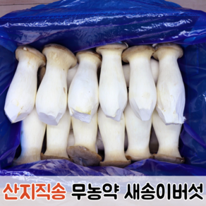 [산지직송] 향이 진하고 쫄깃쫄깃 무농약 새송이버섯 1kg 2kg / 버섯 새송이 새송이버섯2kg 못난이새송이버섯 꼬마새송이버섯 못난이버섯, 정품 (특), 1박스