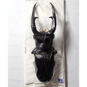 (Hexarthrius mandibularis sumatranus) 만디블라리스큰턱사슴벌레 [L-5-64] 곤충표본