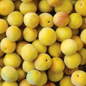[6월중순 순차출고] 산지직송 광양순천 황매실 3kg 5kg 10kg 특대/왕특/왕왕, 1박스, 특대 5kg