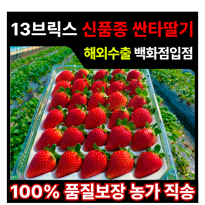 [해외 수출 백화점 입점 딸기] 바른마켓 싼타 딸기 13브릭스 초고당도 새벽 수확 발송 부드러운 식감 복숭아향 프리미엄 딸기, 1세트, 750g ( 대 30개 )