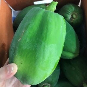 테라팜 그린파파야 (500G) 파파야 쏨땀 PAPAYA 생파파야