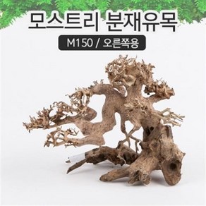 모스트리 분재유목(S) M150 /성형유목/자연, 1개