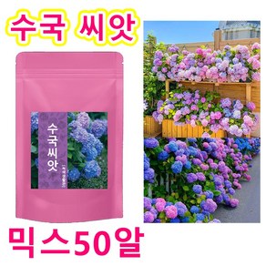 녹색생활관 사계절 개화 수국 씨앗 모네 가든 판타지 수국 씨앗 개화기간이 길다 수국씨앗, 50개
