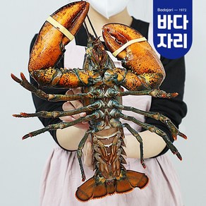 바다자리 live 살아서 도착하는 활랍스타 1마리 (0.5kg~1kg)