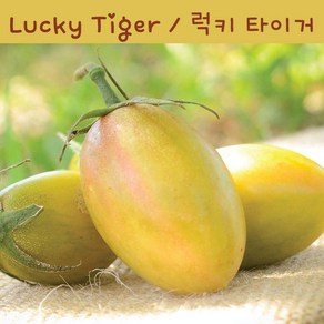 럭키 타이거 Lucky Tige 방울토마토 달콤한 희귀토마토 교육체험용 세트