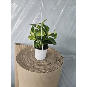 반려식물 플랜테리어 공중포트포함 골드마블스킨답서스 소품 25-40cm 45, 1개