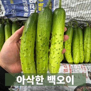 금메달농수산 직매입 아삭한 백다다기 백오이, 1개, 3kg