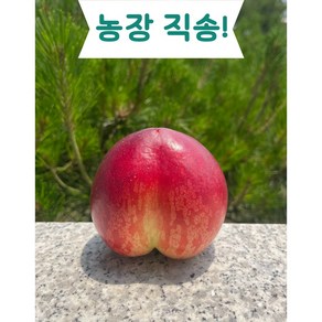 [산지 직송] 달리팜 신비 복숭아 로얄과 시즌 한정 고당도 프리미엄 신비복숭아 (예약판매 6/10 순차적 출고), 1박스, 2kg (14~22과)