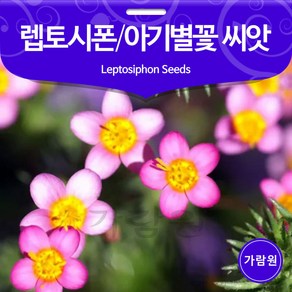 렙토시폰 씨앗 아기별꽃 베이비스타 꽃씨 꽃씨앗 50알, 1개