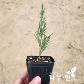 [나무인] 블루엔젤 포트묘 5개