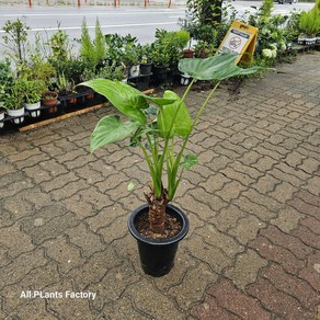 그린식물팜 하트알로카시아 대품 반려식물 공기정화 50-70cm, 1개