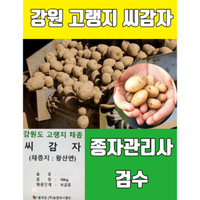 2024년 강원도 고랭지 씨감자 수미 4kg, 1개, 씨감자 수미4kg