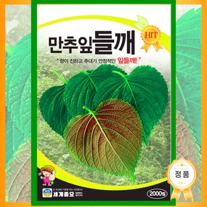 솔림텃밭몰 만추잎들깨씨앗 2000립 잎들깨 들깨씨앗 쌈채소 깨씨, 1개