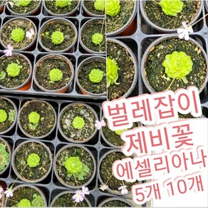 에셀리아나-벌레잡이제비꽃-5개 10개/벌레를 잡아먹는 식물에 대해 들어 본 적, 5개, 10개