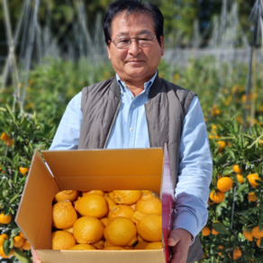 제주 서귀포 맛있는 한라봉 가정용/선물용 Jeju Hallabong Hanabong, 1박스, 한라봉 2.5kg 대과 가정용