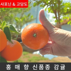 [팜&팜] 홍매향 빨간 귤 제주 프리미엄 고당도 중소과, 1박스, 2kg