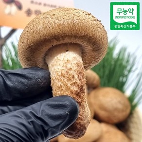 송고 송화고 고송 송향 송향가버섯 상품 가정용 일반용 500g 1kg 무농약 산지직송, 가정용 500g, 1박스