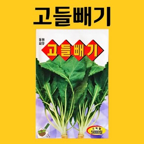 농사친구 고들빼기 씨앗 5000립 동원 씨 종자 쪽파 고사리 명이나물 산상추 초당옥수수 항암배추 담배 산마늘 아스파라거스 고수, 1개