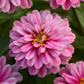 백일홍 자하라더블 컬러선택 (꽃씨앗/10립)Zinnia Zahaa Double, 1개