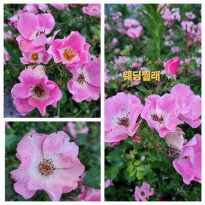 [비젼플라워] (야생화놀이터)--노지월동--베란다월동--찔레-웨딩찔레-소품, 1세트, 00