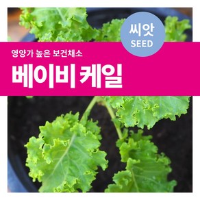 마이플랜트 샐러드 채소 베이비 케일 씨앗 10g, 1개