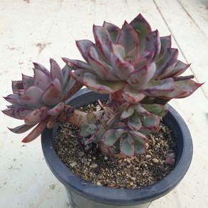 [수암다육] 묵은 목대 리가 랜덤발송 Echeveria 'Riga' 랜덤발송 다육 다육이 다육식물 279