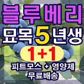 블루베리 묘목 5년생 2그루 (영양제 무료증정)