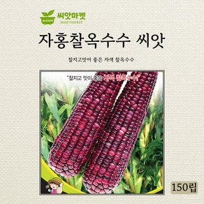 세계종묘 자홍찰옥수수 씨앗 150립, 1개