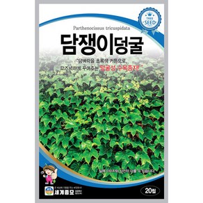 히카마 뿌리채소 씨앗 20립 세계종묘 24년, 1개