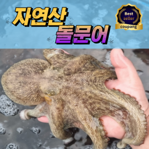 [프리미엄] 100% 자연산 활 문어 제수용