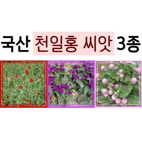 국산 천일홍 씨앗 3종 9월 10월 봄 가을 파종 꽃씨, 1개