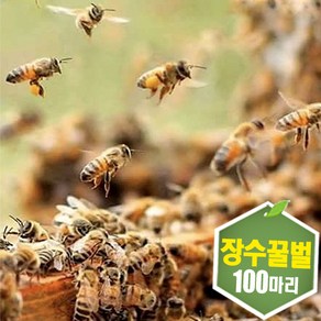 장수꿀벌 100마리 벌침 벌침벌 봉침 봉침벌 벌 꿀벌 벌침용벌, 선택안함, 1개