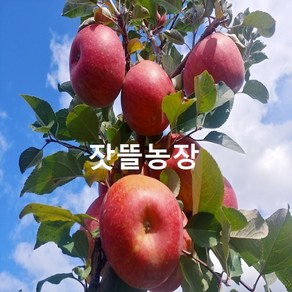 잣뜰농장 밀양 얼음골사과 GAP인증 산지직송 5kg, 1박스, 5kg 18과(중소과)