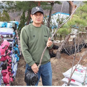 사과나무 묘목(결실주) 4 5년생 루비에스 감홍 부사 시나노골드 기둥사과 홍로 아리수