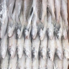 민어조기 몽실민어 6P 영상가이석태 도매 업소용 (약 120미) 13kg / 6.5kg, 6P 반통 6.5KG (약 60미), 1개