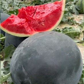 [당도특화품종] 고당도 프리미엄 흑미수박, 1개, 4kg 내외