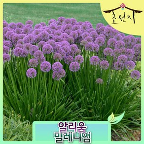 [초선지] 알리움 밀레니엄 6치 Allium millenium 신품종, 1개