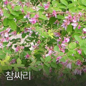 참싸리 500g 야생화씨앗, 1개