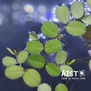 살비니아 나탄스(생이가래) 부상수초 5뿌리 / 부상수초 수질정화 수반수초 질산염제거수초, 1세트