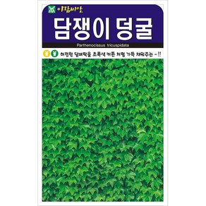 세인화분 담쟁이 100립 - 국산 덩굴 덩쿨 씨 씨앗, 1개