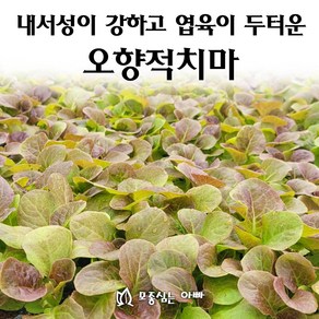 [모종심는아빠] 내서성이 강하고 엽육이 두터운 오향적치마 상추 모종