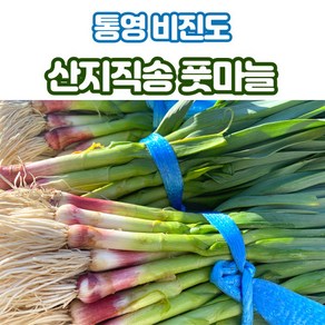 산지직송 남해 통영 풋마늘 잎마늘 1kg 1단