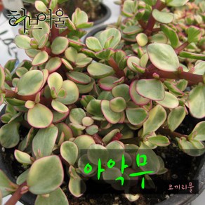 허브여울다육 아악무(코끼리풀/ 토피어리가능) 지름 9cm 소품화분, 3개