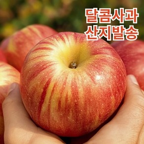 이것이 꿀사과 청송/안동 부사사과 가정용 혼합과, 1박스, 혼합과 가정용 꿀사과 3kg