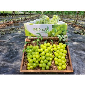 [한가득팜] 고당도 프리미엄 샤인머스켓 캠벨포도, 캠벨포도 1kg(2-4송이)