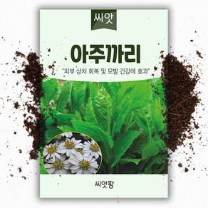 아주까리 씨앗 50립 -피마자, 1개