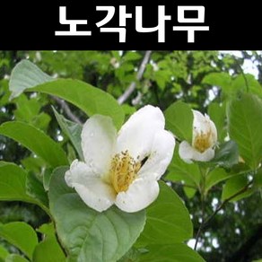 노각나무 묘목 실생3년 뿌리묘3개, 3개